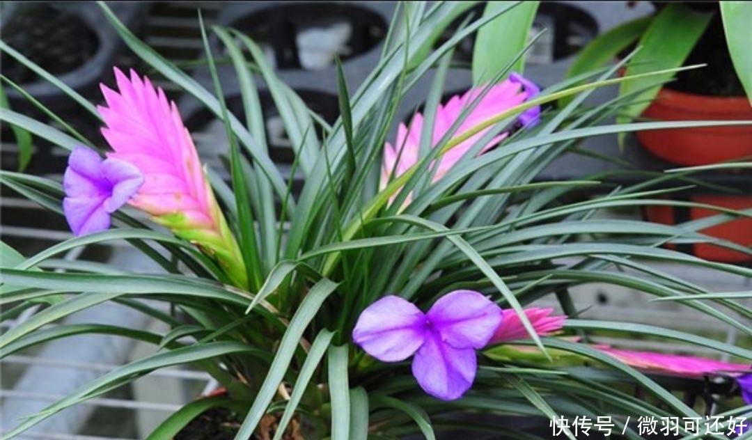 都是“兰花”,这9种便宜又好养,还能开花,比兰花好养10倍