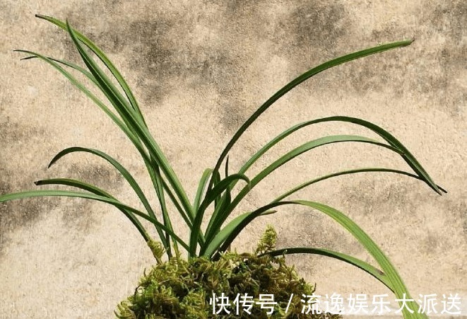 花农|兰花烂根了怎么救花农教你几招,救活几盆烂根的兰花不成问题