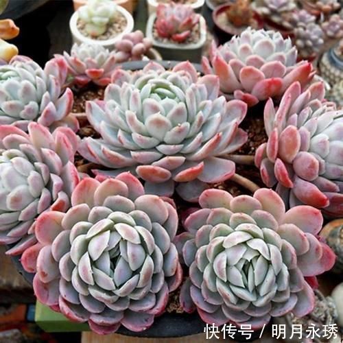 阳台党|这6款多肉被花友捧得很高，其实并不适合阳台党，尤其是最后两种