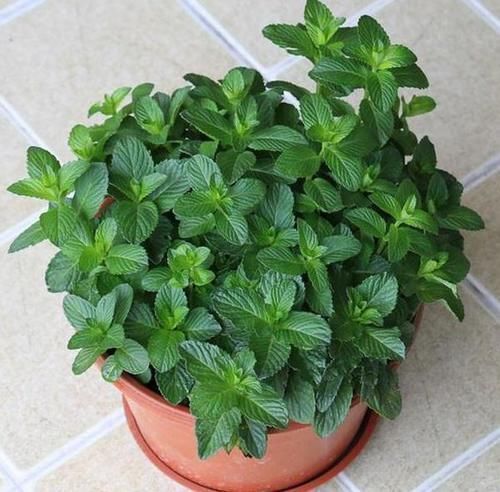 夏季飞蚊惹人讨厌,该怎么办盆栽上它们不用驱蚊药就能驱蚊