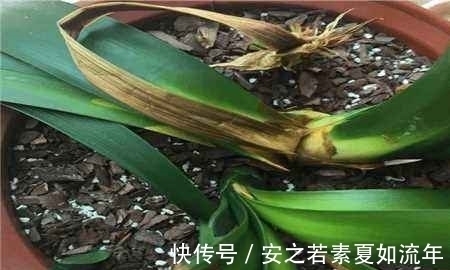 积水|叶片怕水的6种花，浇水最好直接“灌”，不然黄叶、烂心又黑腐