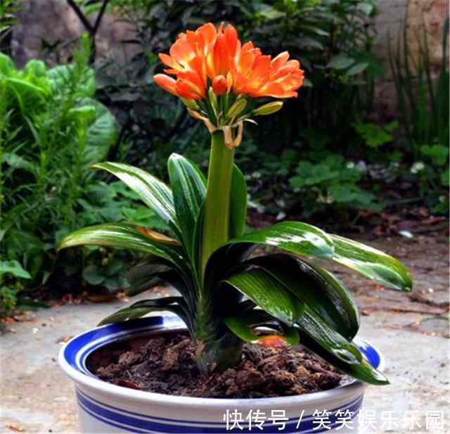 土壤|立春了,君子兰换盆正当时,牢记6个小细节,根系粗壮叶子肥