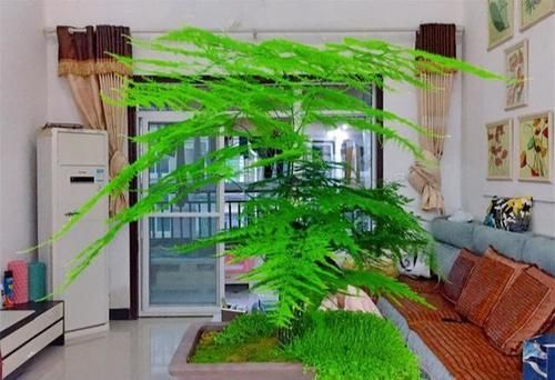 四种“气质花”，客厅养一盆，格调迅速提升，人人夸你眼光好