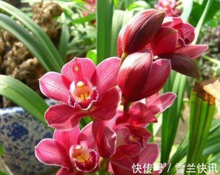 铁线莲铁线莲|这几款植物养在家里,花期长花量大,一盆千百朵,枝头花苞满