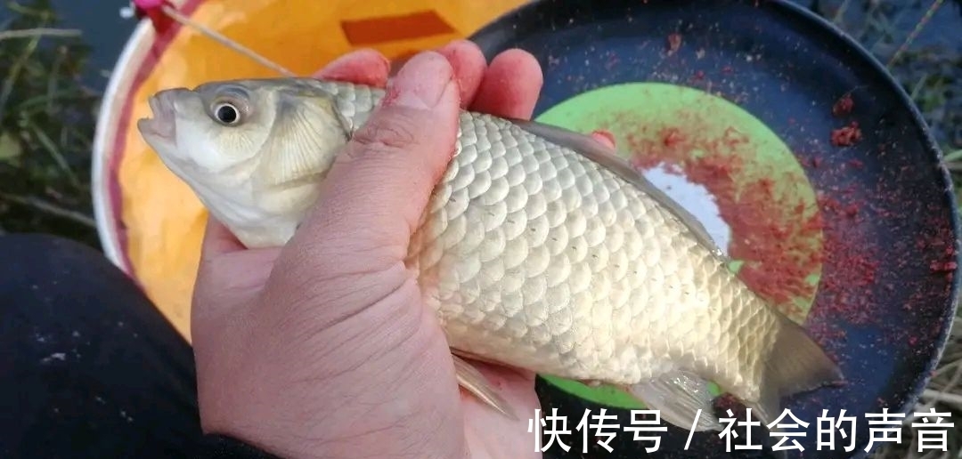 初冬钓大板鲫,这种常见的天气易“爆护”,很多钓友反而不重视