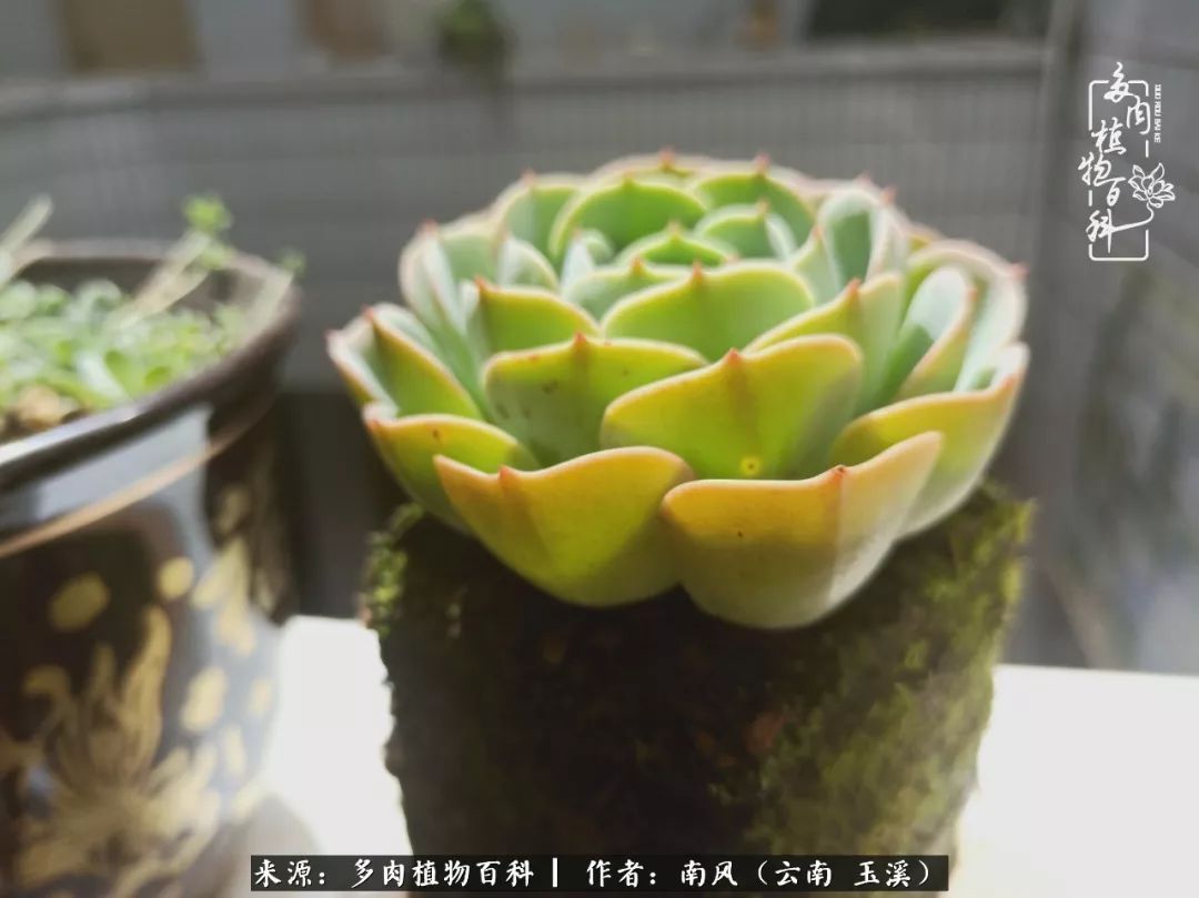 从小喜欢绿植，后来遇见多肉，情不知所起，那就再接再厉！