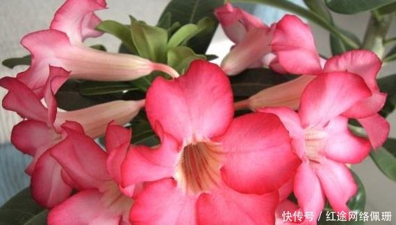 这5款花恰恰相反,浇水多黄叶烂根快就因它,养花不可不知