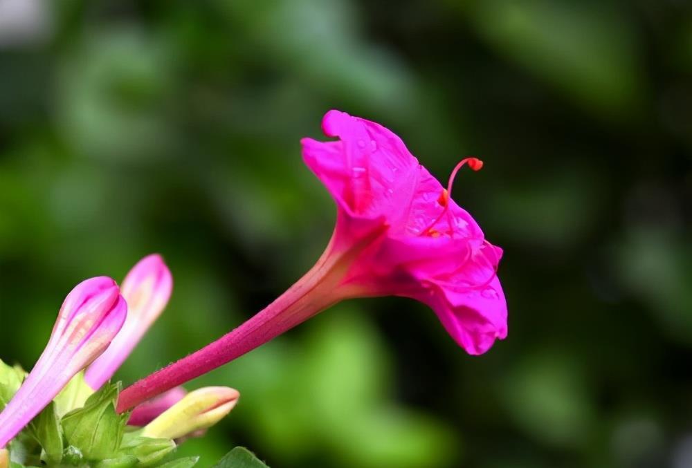 这花身上全是宝，知道的人不多，你见过吗？