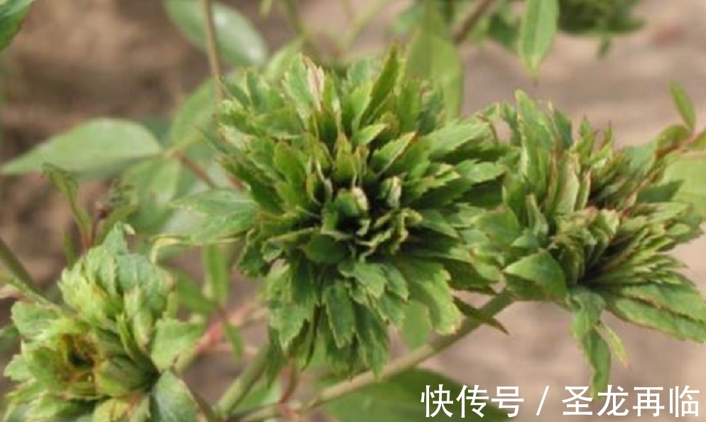 养花也要养“独特”品种,这些“绿颜色”的花就不错,喜欢可以养