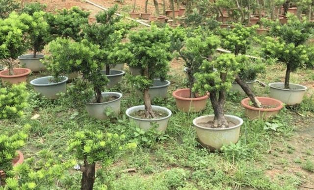 有价值、名贵的“2种树”,养1年变成“盆景树”,冬季也耐寒!