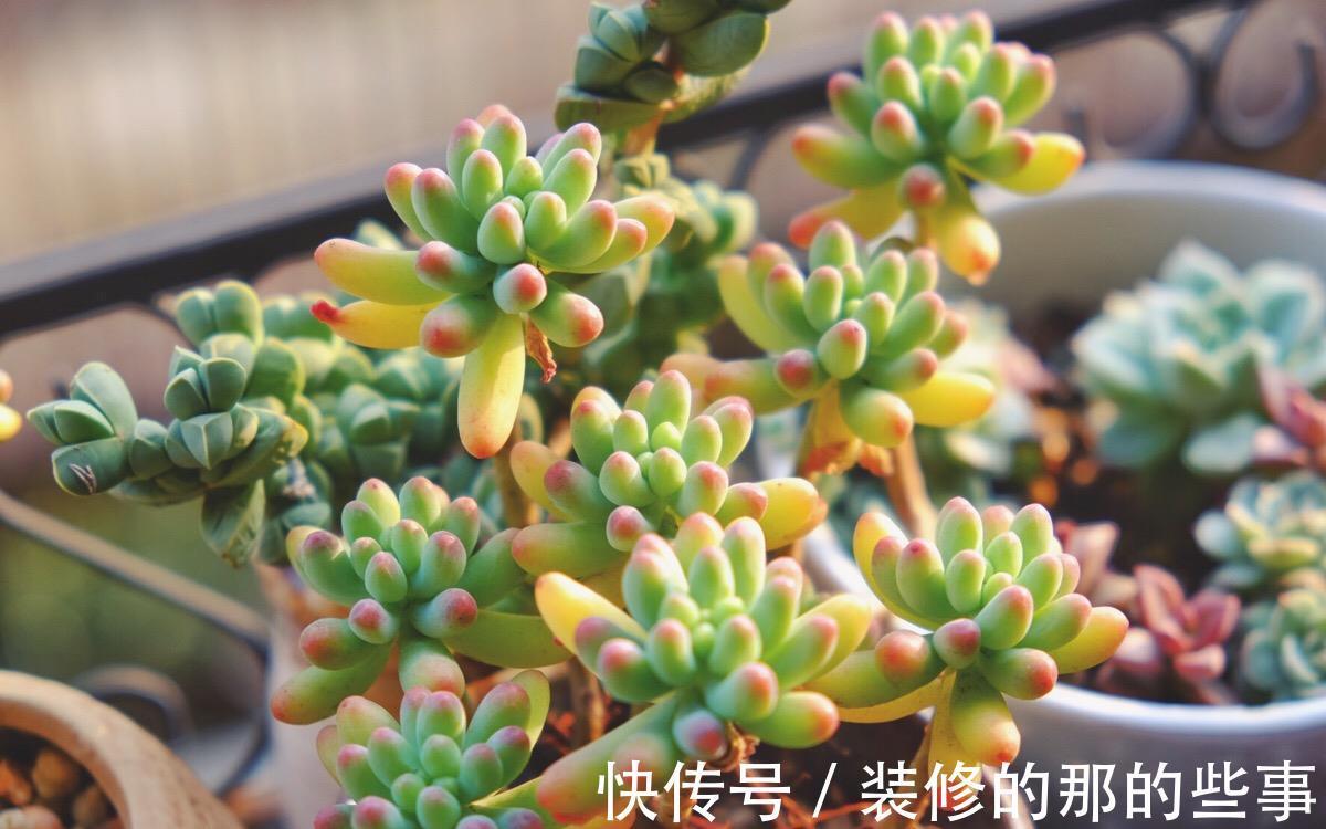 小白|这8款多肉植物好看又好养,被誉为新手小白的福利!