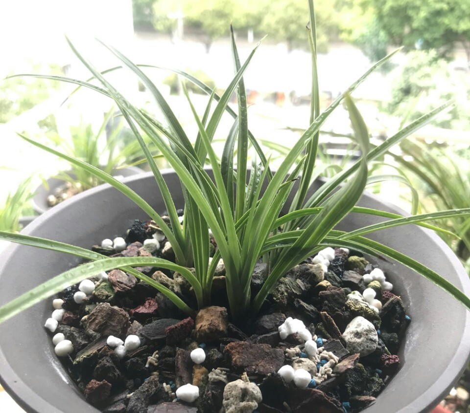 养兰花盆土老是有虫简单4招,盆土不招虫,不停蹭蹭冒新芽