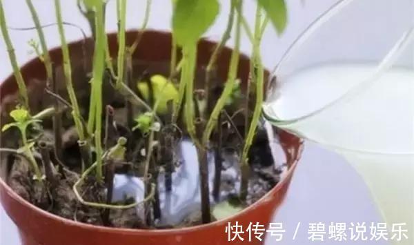 淘米水|很多人问淘米水能直接浇花吗一个步骤教你将其变成绝佳肥料!