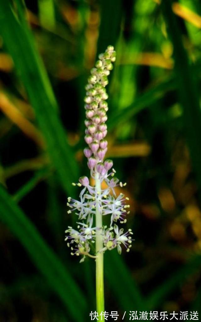 植物|这野草看着像大蒜，其实价值更高，野生的不多见，人称“绵枣”