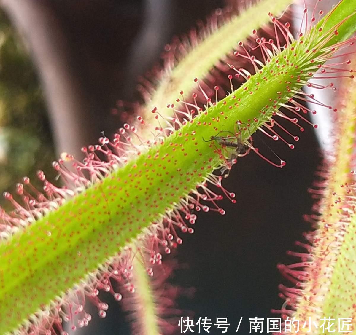 猪笼草|4种食虫植物特有趣，养在家里能灭蚊，孩子们都喜欢
