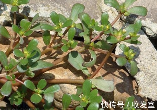 叶茂盛|脚气奇痒难忍只需用它泡脚,不花一分钱,轻松告别脚气烦恼