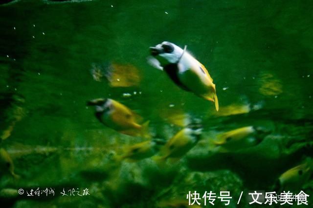 鱼类|泰国水族馆的怪象：欧美游客最爱去，中国游客零零散散