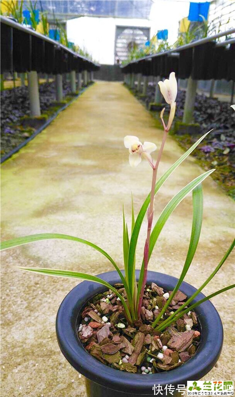 进化|边艺兰花施肥会退艺吗？应该施什么肥？