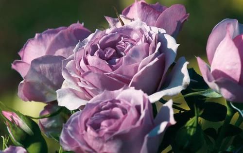  少见|最浪漫的月季，花色少见，花量巨大，多季节重复开花，非常受欢迎