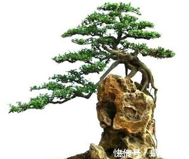 初学养盆景首先要注意下面这几个问题