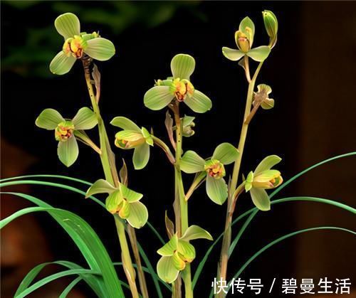 兰花|冬天养兰花,要正确浇水,小心伤了“根本”,花期不开花