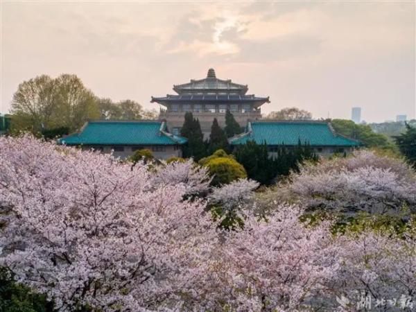 中年|武大樱花提前开啦！东湖樱园正式开放！（附武汉最全赏樱指南）