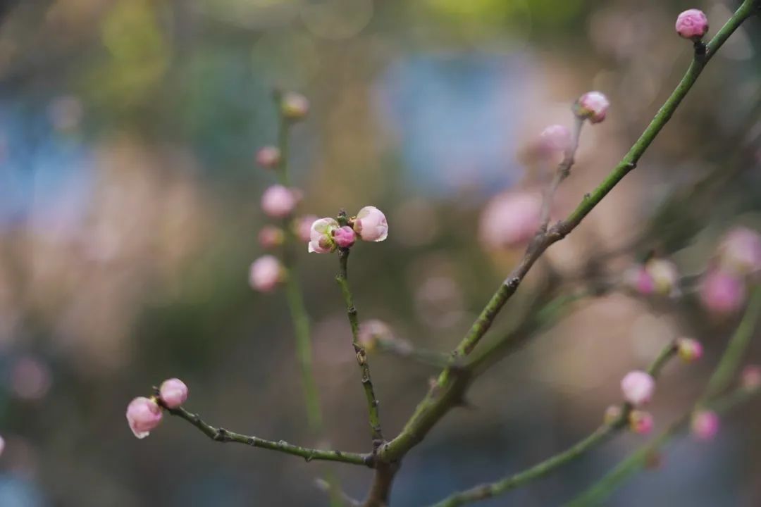 古城|春到同济！太（you）爱（fu）了（li）！