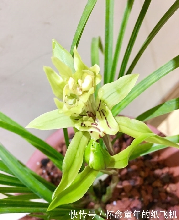 别看人家赚几百万,你一旦跟风就得交智商税!