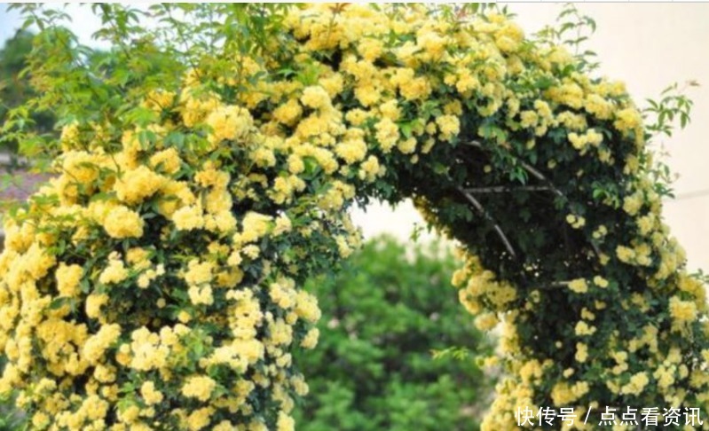 “4种花”埋土里就活,不用管也能花开不断,好养易活开成花海!