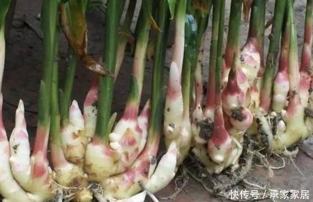 盆景|切2块“生姜”放盆里,15天后“冒小芽”,2个月成盆景,采挖一茬