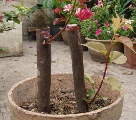 三角梅、蟹爪兰生根慢,只需套上“塑料袋”,15天能长出小白根