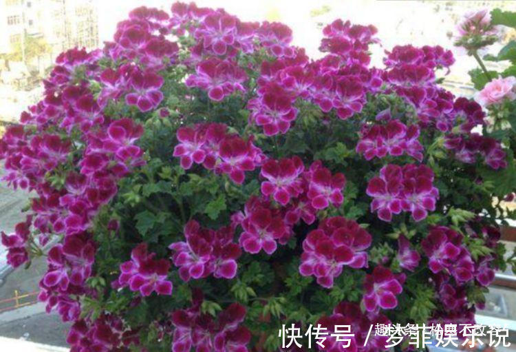 海棠花|几种花超爱开花,清香怡人,连年开花,满室生香,花开美观又大气