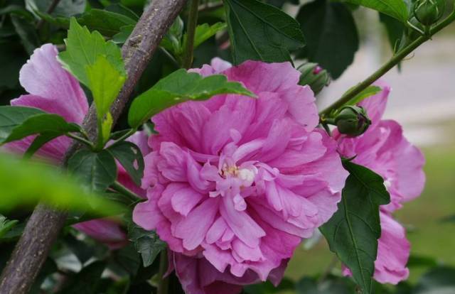 朱瑾花,木槿花,芙蓉花傻傻分不清花开的再妖娆也不要闹笑话