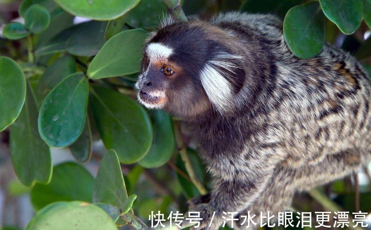 山海经!《山海经》中饕餮现身巴西,人脸豹身样貌骇人,千年前繁衍至今?
