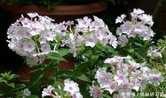 秋天的院子,养点喜欢的花,乐得自在!