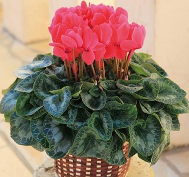 家里阳台养此款花,新手也能养爆盆,花香四溢飘满屋,美