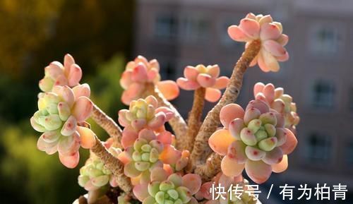 养了2年的多肉不长个?掌握1个技巧,上色美易爆头,长成群生老桩