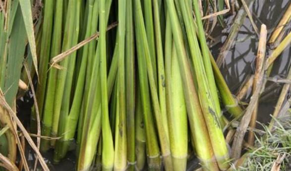 营养|?这种野菜长在河里,味道美味可口,营养非常丰富,推荐大家