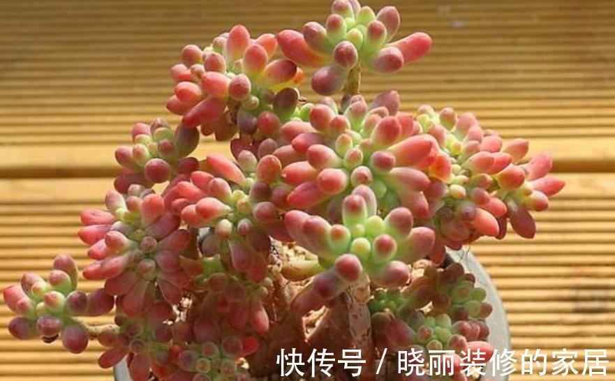 秋天养盆多肉乙女心,叶片红润通透,养成群生小老桩,美极了