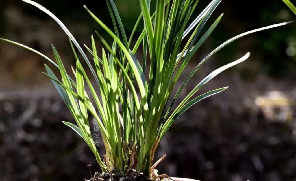 兰友|兰花怎么养到爆盆?三点诀窍,知道就很容易了