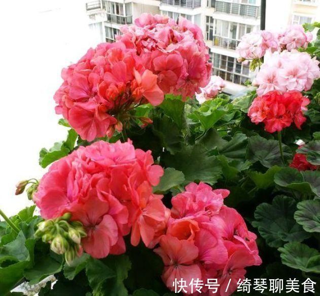 花期|这些花特别容易开花，并且花期超长，开花时繁花似锦，花量还大