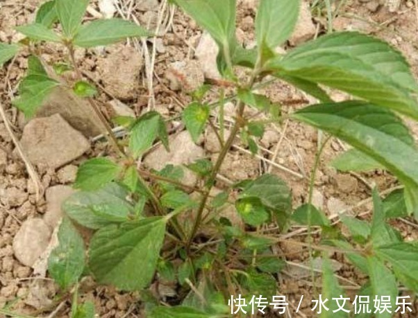 野生蔬菜|乡下常见的铁苋菜，除了是上好野菜以外，还能拿来入药，价值高