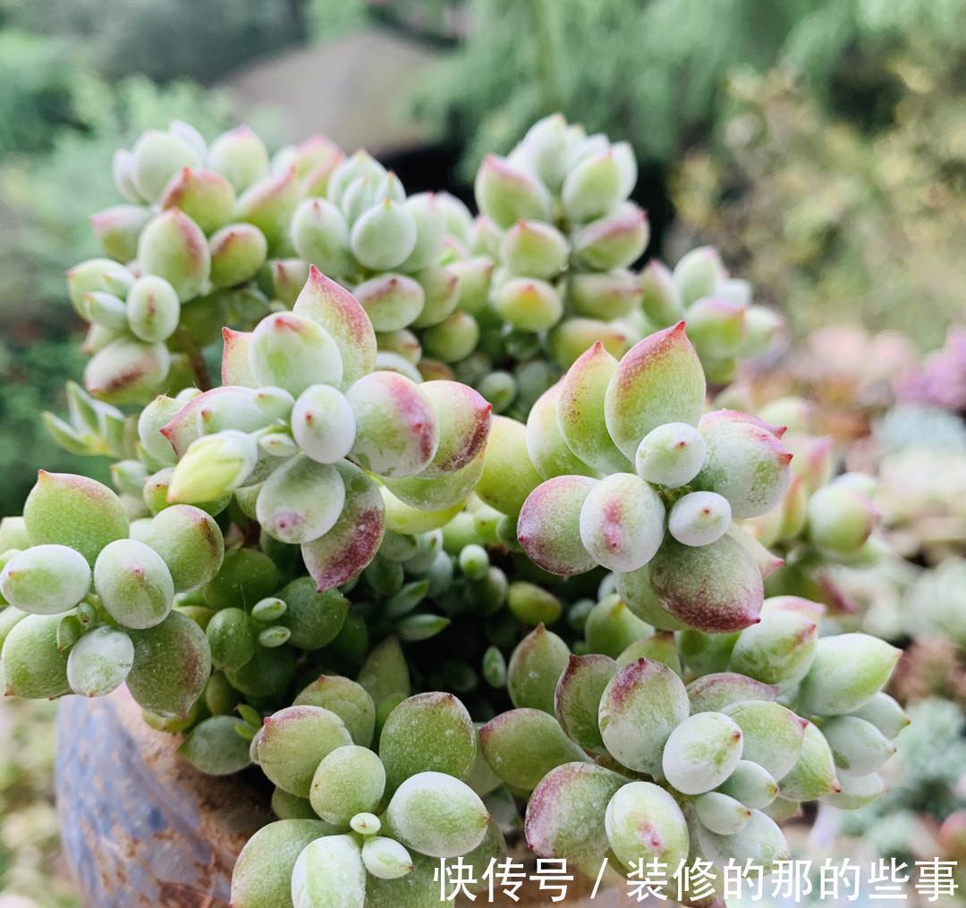 三伏天多肉易化水,停止“一动作”,否则易恶化,甚至摊大饼