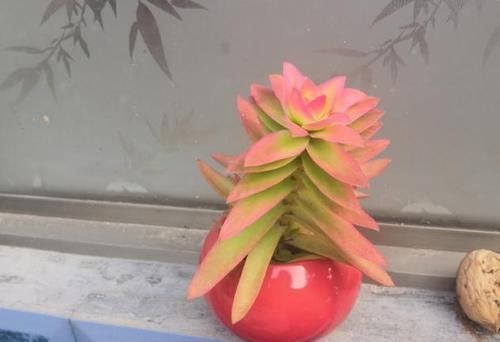 多肉叶子打卷发蔫，别扔掉，这样一抢救，马上恢复精神