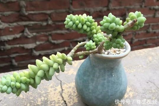 把玉坠养出老桩不难,养出艳丽颜色就不简单了!