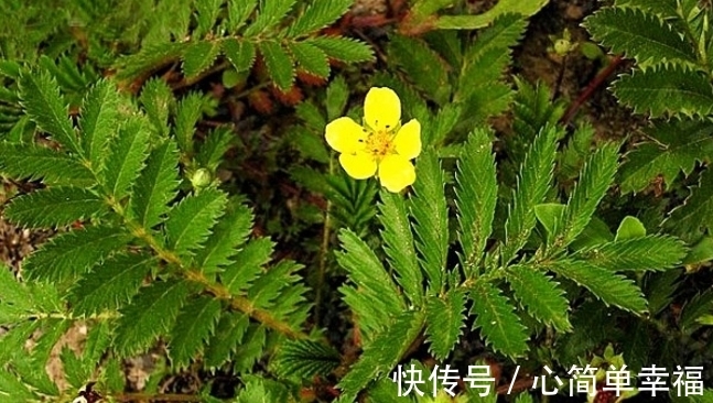 陵菜|长在草地上的“莲花菜”，其果被誉为“人参果”，常食益处多