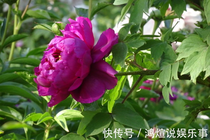 喜欢玫瑰,不如养盆“牡丹名品”岛大臣,花色红颜,花枝招展!