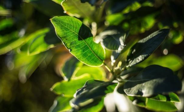 干姜粉|老中医总结：胃贵在养，7个食疗方赶走老胃病