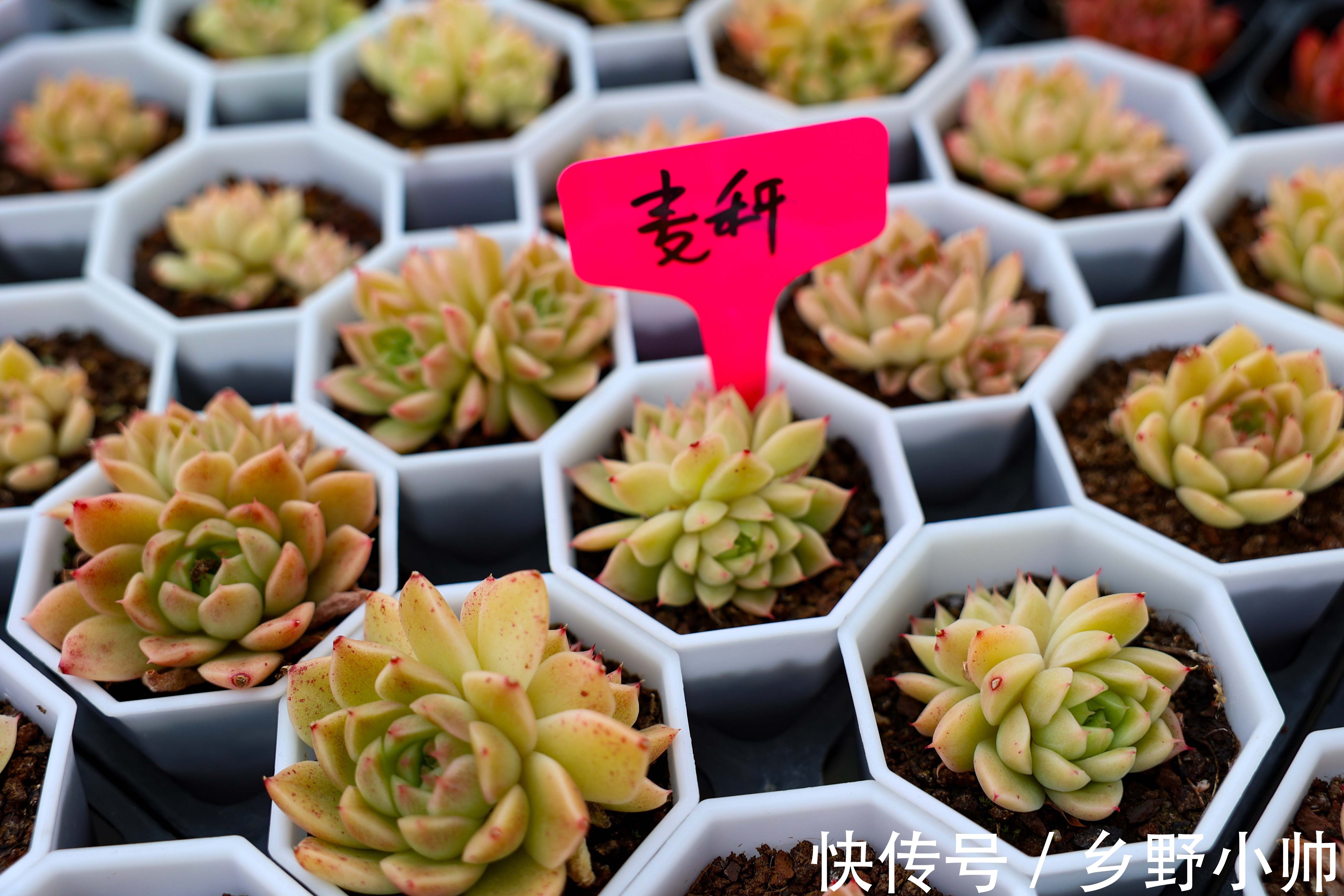 多肉界的“肉坚强”,零下十几度也不怕,冬天照样好养活