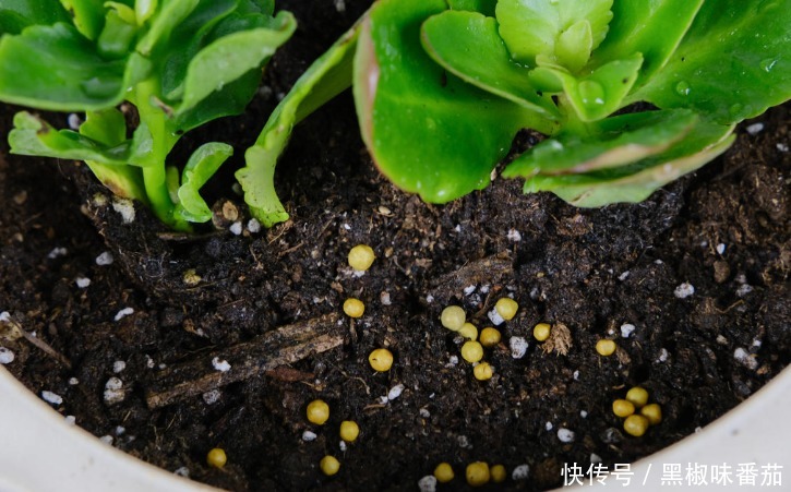 枝干|铁、氮、磷、钾元素,植物缺少哪一种都会预警,你对照下吧